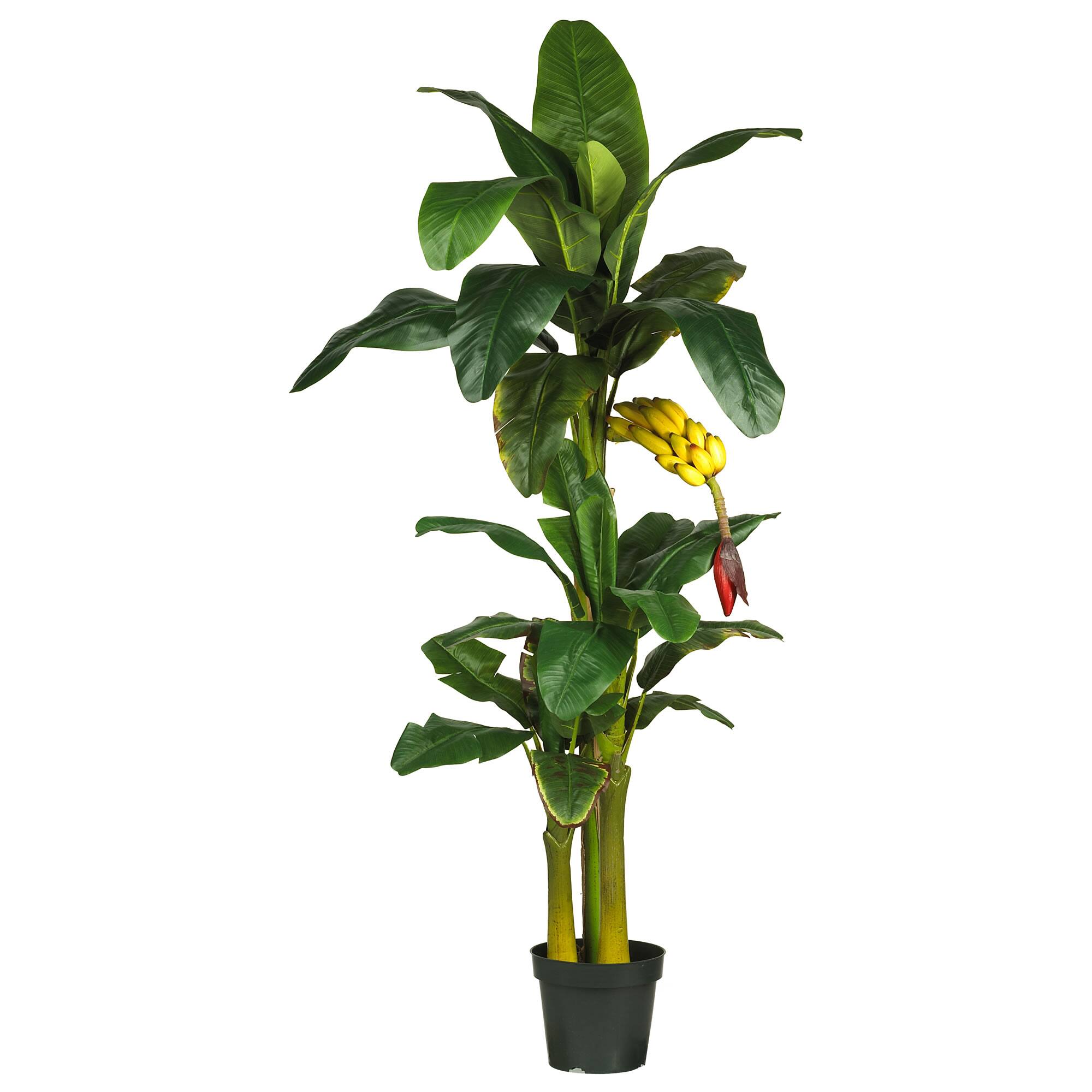 6ft. Potted Triple Stalk Banana Tree